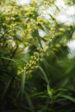 Bir dal esrar ve marihuana. Kenevir, kenevir güzel ağaç.