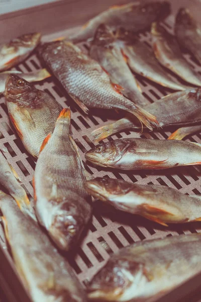 Processo Preparação Peixe Seco Com Secador Automático Casa — Fotografia de Stock