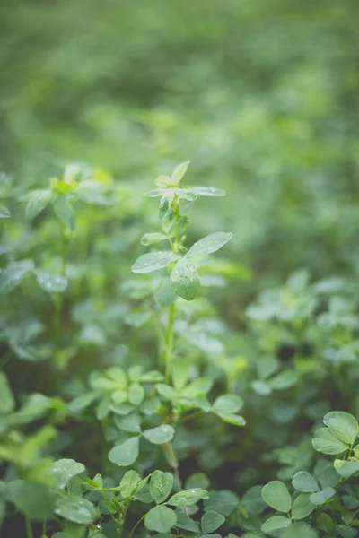 Grön Alfalfa Hemträdgården Landet Efter Regnet — Stockfoto
