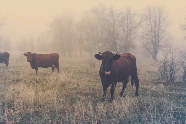 Caminhando Vacas Outono Uma Floresta Nebulosa — Fotografia de Stock