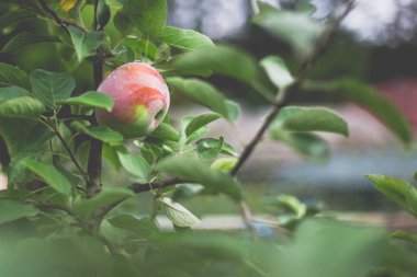 Yağmurdan sonra sabah elma ağacının güzel manzarası. Elmanın üstüne yağmur damlası. Canlı ve yumuşak ortam ışığına sahip tonlu bir fotoğraf..