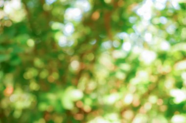 Tasarım için doğa arkaplan resimleri soyut bulanık ve bokeh