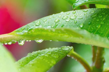Yapraklardaki su damlacıklarının soyut yeşil bokeh arka planı vardır..