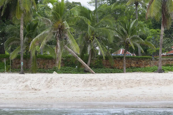 Coconut Trees Seen Sea Low Tide Hua Hin Beach Thailand — Stock Photo, Image