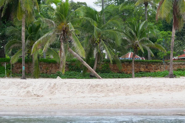 Kokospalmen Vom Meer Aus Bei Ebbe Strand Von Hua Hin lizenzfreie Stockbilder