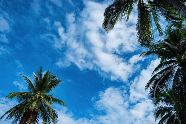 Looking Sky Coconut Trees Hot Weather — Stock Photo, Image
