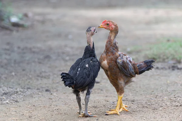 Chick Kettő Harcolni Fog — Stock Fotó