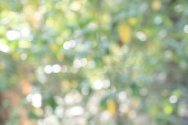 Tasarım için doğa arkaplan resimleri soyut bulanık ve bokeh