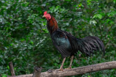 Kütüğün üzerinde duran bir horoz yeşil yapraklarla bokeh 'i bulanıklaştırdı.