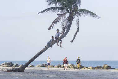 Tayland, Hua Hin Sahili 'ndeki bir hindistan cevizi ağacında 2 çocuk - 24 Ocak 2021;