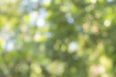 Tasarım için doğa arkaplan resimleri soyut bulanık ve bokeh