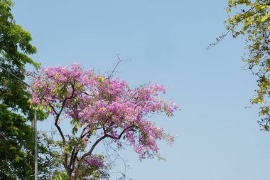 Açık bir günde mor pembe çiçekler.