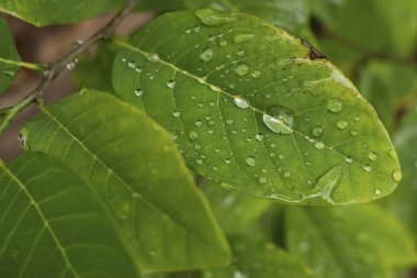 Yapraklardaki su damlacıklarının soyut yeşil bokeh arka planı vardır..