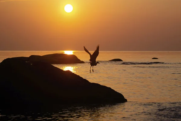 A bird silhouette flying off the rocks at sunrise at Hua Hin Beach, Thailand.