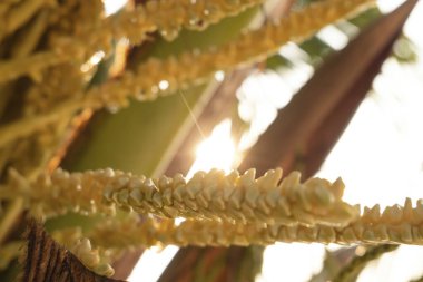 Hindistan cevizi dallarının genç filizlerinde su damlacıkları.