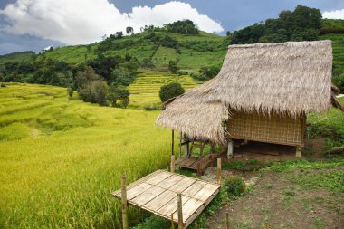  Chiang Mai, Tayland 'daki Chom Tanga Bölgesi' nde pirinç terası.