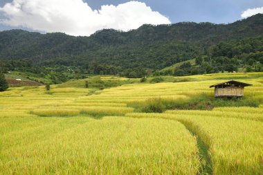 Chiang Mai, Tayland 'daki Chom Tanga Bölgesi' nde pirinç terası.