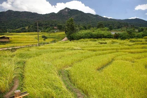 Rice Terrace Chom Thong District Chiang Mai Thailand — Stock Photo, Image