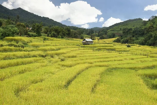 Rice Terrace Chom Thong District Chiang Mai Thailand — Stock Photo, Image
