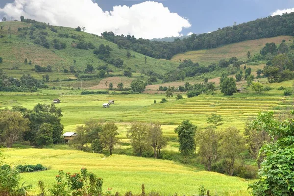 Rice Terrace Chom Thong District Chiang Mai Thailand — Stock Photo, Image