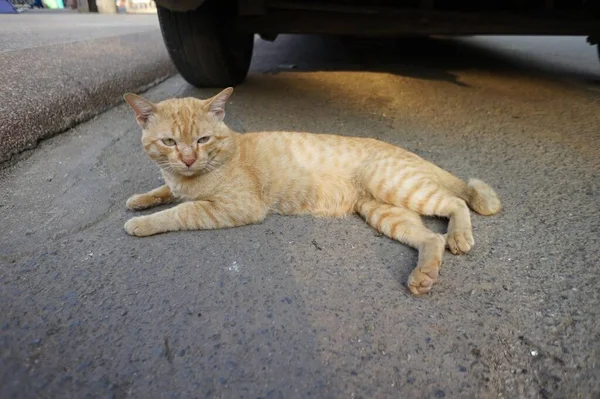 Chat Dormant Sur Cheminée — Photo