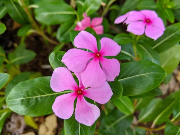 Hibiscus Blomma Blomma Trädgård — Stockfoto