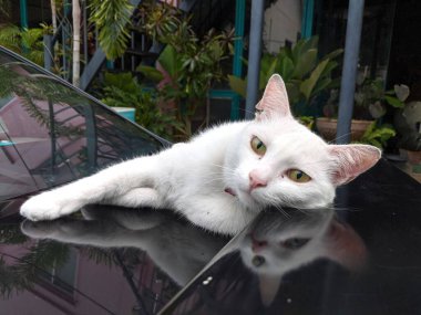 Beyaz kedi arabada uyuyor.