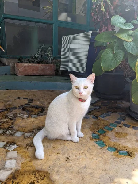 Gato Blanco Mirando Calle — Foto de Stock
