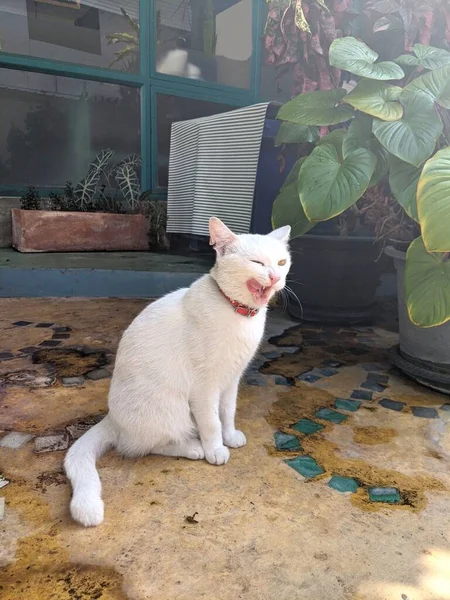 Caddeye Bakan Beyaz Kedi — Stok fotoğraf