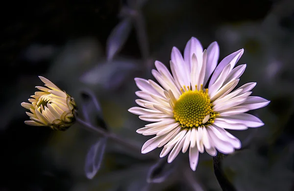 Color flowers — Stock Photo, Image