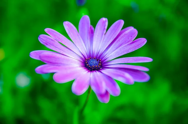 Color flowers — Stock Photo, Image