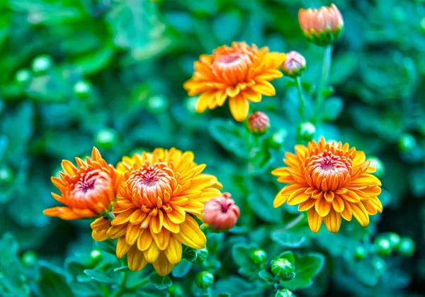 Color flowers — Stock Photo, Image