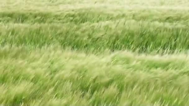 领域的大麦 — 图库视频影像