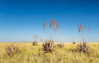 Afrika Aloe Vera