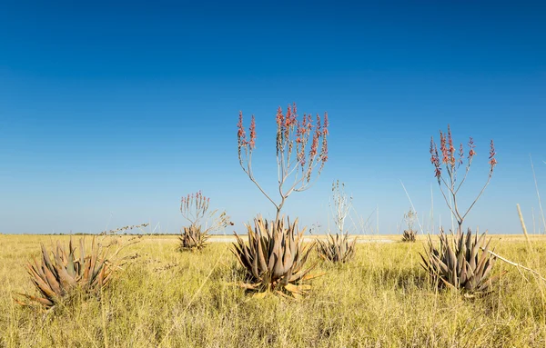 Afrikaanse Aloë Vera — Stockfoto