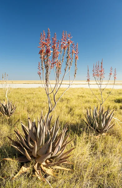 Afrikanische Aloe Vera — Stockfoto