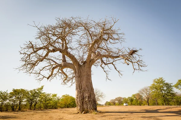 Afryka drzewo Baobab — Zdjęcie stockowe