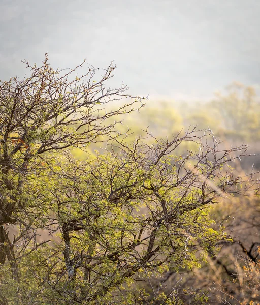 African Bush Détail — Photo