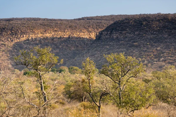 Vista Panoramica Del Cespuglio Africano Nel Botswana Rurale Africa — Foto Stock