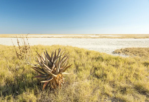 Afrikaanse Aloë Vera — Stockfoto