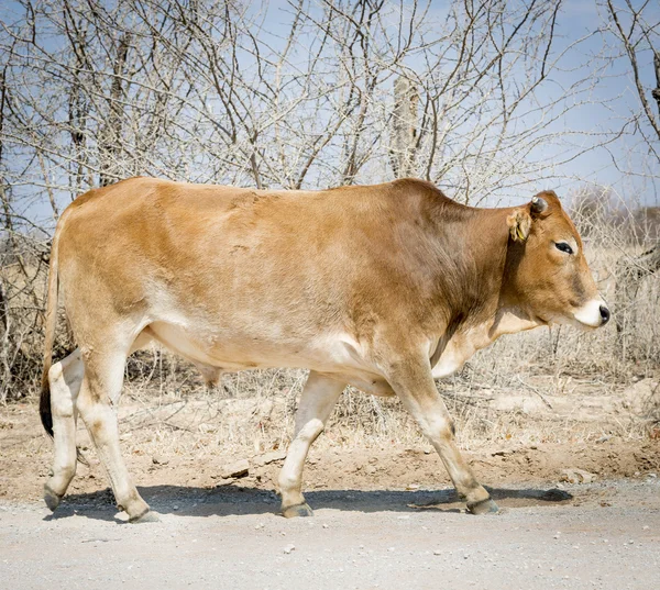 보츠와나 쇠고기 가축 — 스톡 사진