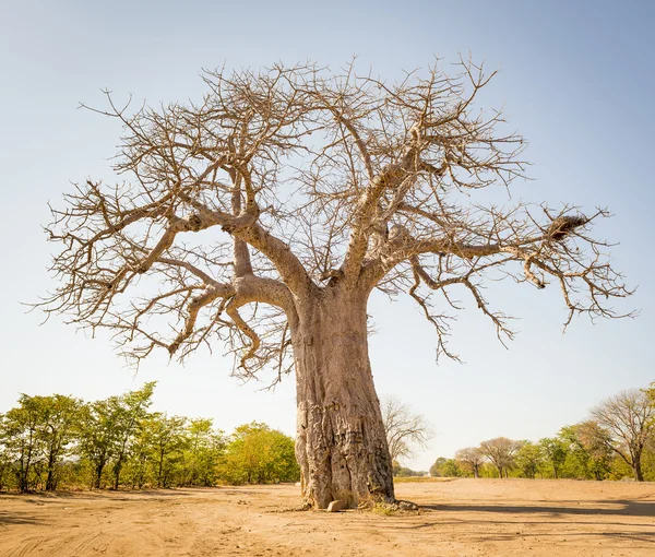 Ogromne Drzewo Baobab Botswanie Afryka — Zdjęcie stockowe