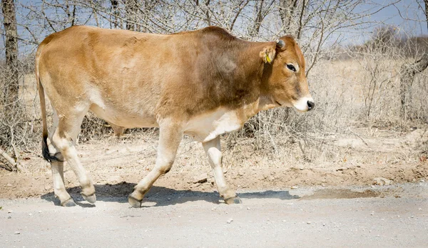 Botswana Carne de vacuno —  Fotos de Stock