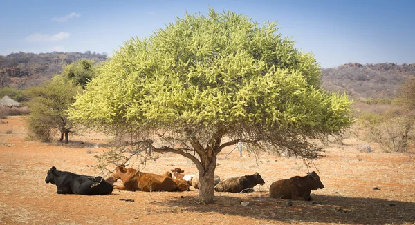 Botswana hovězího dobytka — Stock fotografie