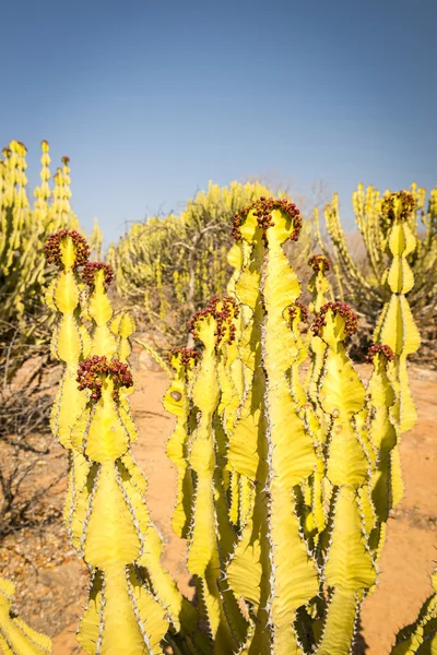 Öknen Kaktus Euphorbia Ingels Kallas Kandelaber Träd Kaktus Landsbygdens Botswana — Stockfoto