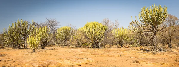 Cactus du désert Candelabra Arbre — Photo