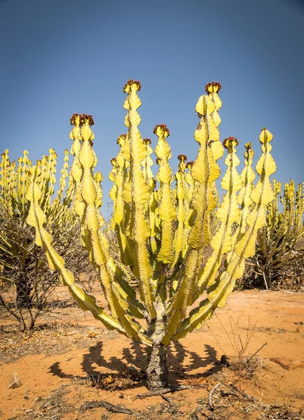 Öknen kaktus växter — Stockfoto