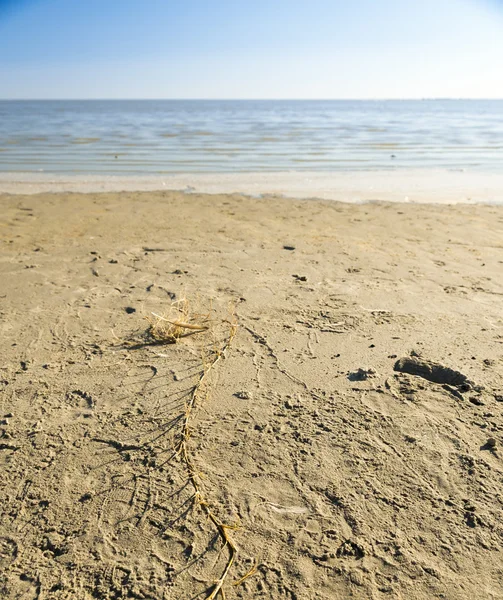 Makgadikgadi Pan Botswana — Foto Stock