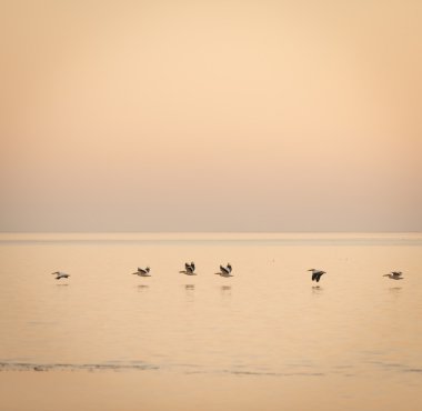 Pelicans Africa Sunset clipart