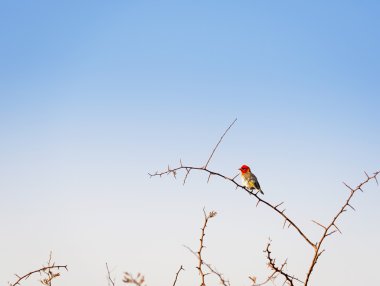Kırmızı başlı weaver kuş (Anaplectes rubriceps) Botswana, Afrika